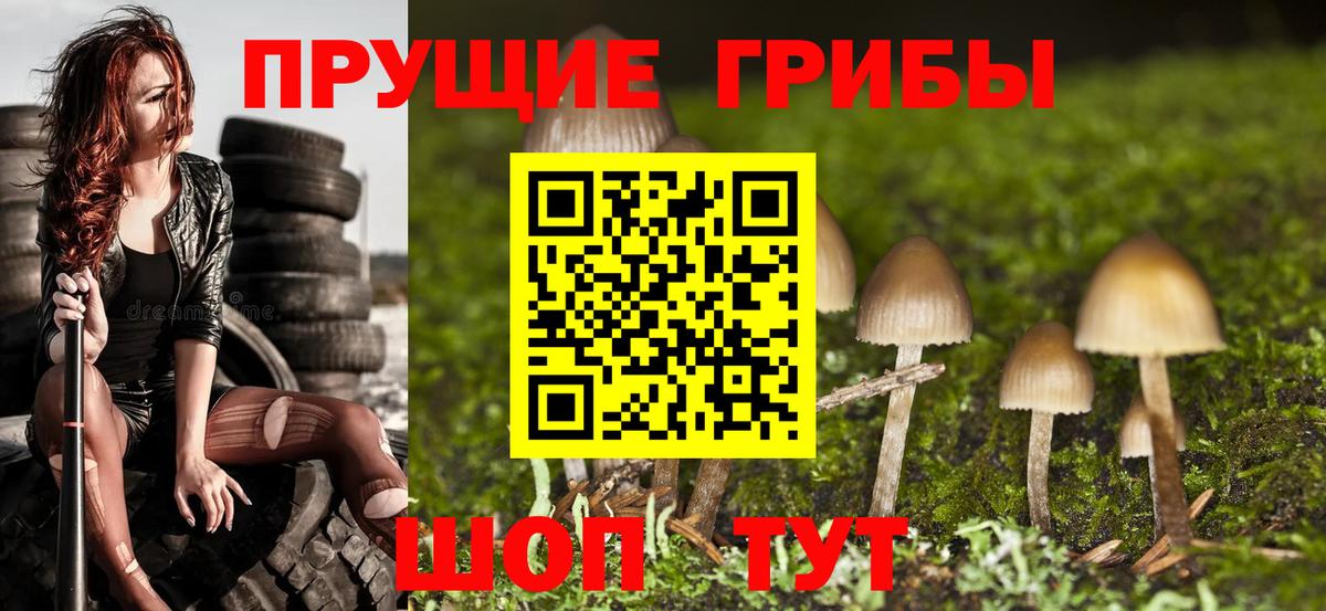 Ессентуки  наркотики  Вход с VPN  Галлюциногенные грибы Psilocybe 